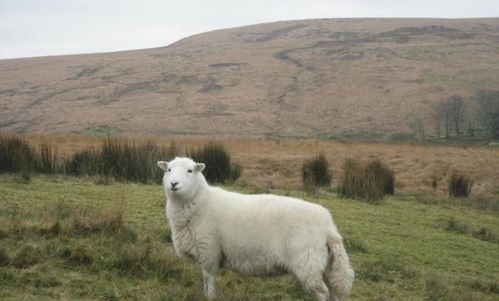 Proud Welsh Mountain Sheep, whos fleece served many generations so well providing yarn for Knitting Weaving and for the stuffing of Quilts. You will s